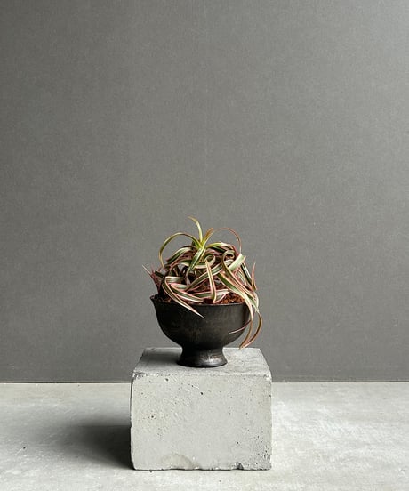 A！勤労感謝の日セール❗️グラキリス多頭 発根管理中 現地球 Yahoo!オークション -「グラキリス 2頭」の落札相場・落札価格