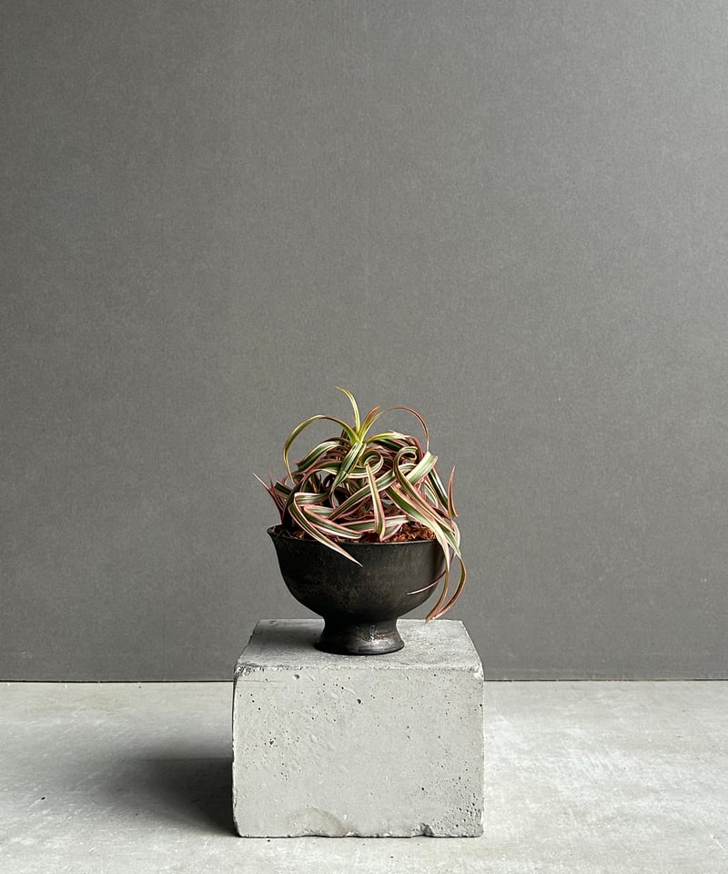 スプモーニさま専用　ドラセナ　キュンティ ドラセナ キュンティ「Dracaena concinne Kuhnty 」99J | SHOU