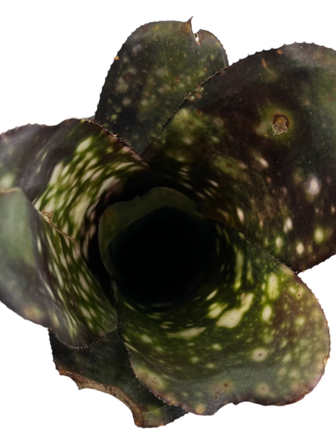 Billbergia 'El Zorro'〔ビルベルギア〕現品発送B0280 Bill.el zorro 【artPLANTs/PLANTS GARAGE 】 ビルベルギア