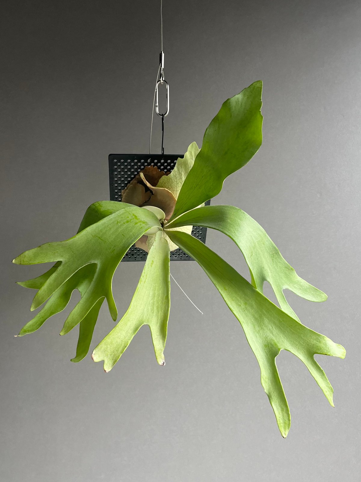 P. willinckii Leviathan(pup) ビカクシダ P. willinckii Leviathan