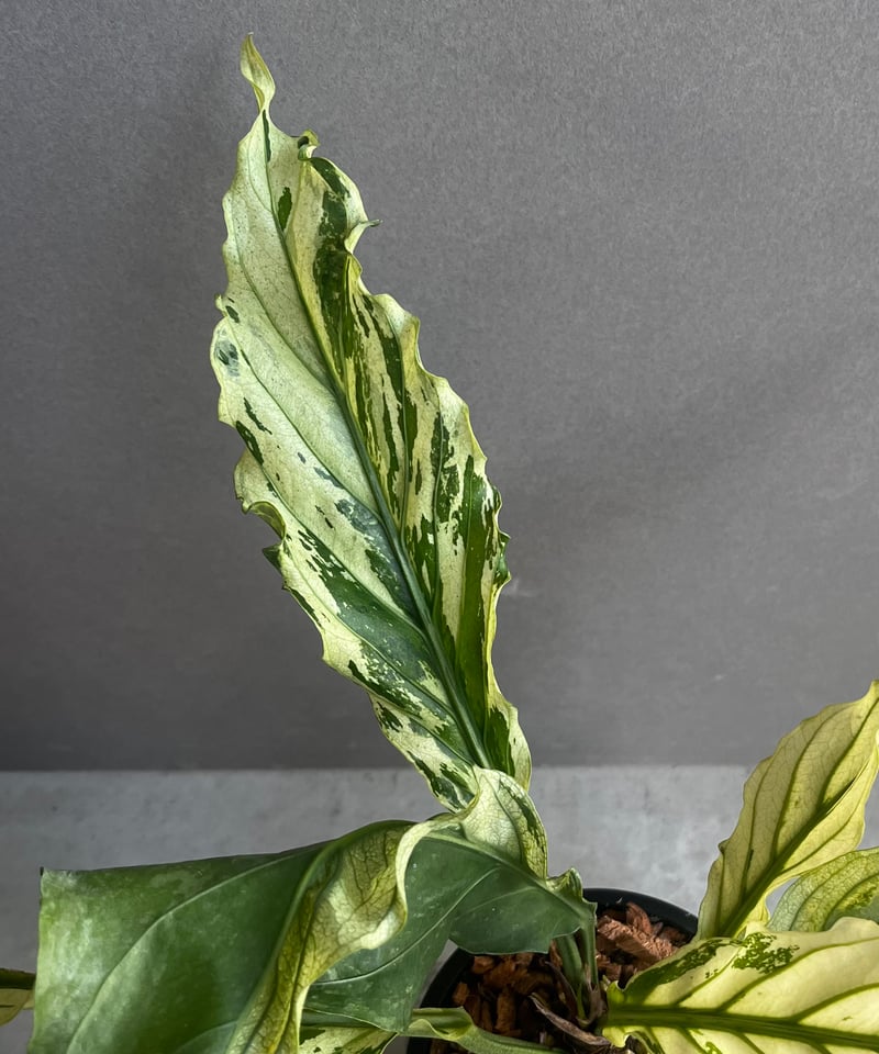 アンスリウム プロウマニー ミント 斑入 「Anthurium Plowmanii Mint