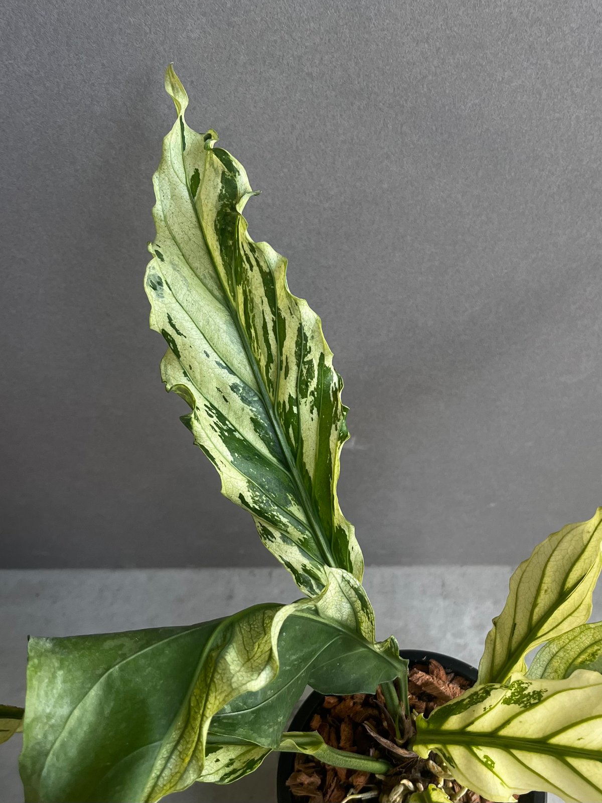 アンスリウム プロウマニー ミント 斑入 「Anthurium Plowmanii Mint