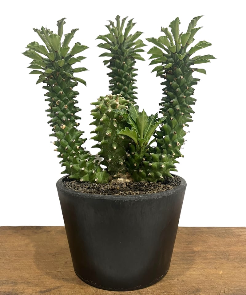 モナデニウム シューベイ「Monadenium schubei」9C | SHOUCHIKUEN