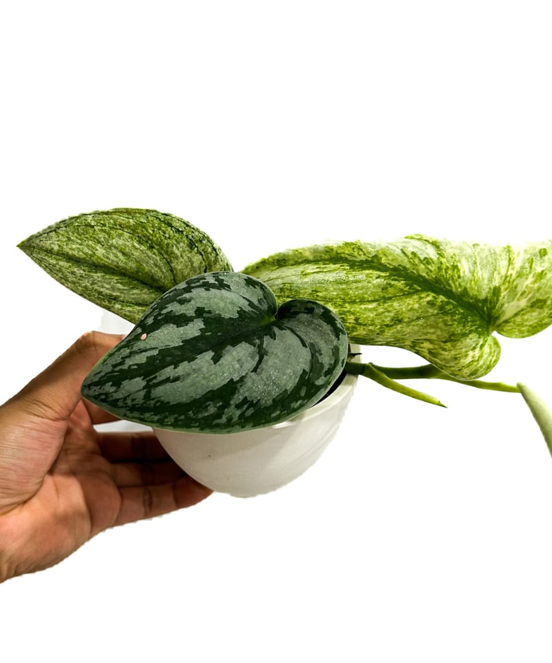 スキンダプサス ホログラム ミント「Scindapsus Hologram Mint スキンダプサス ホログラム ミント「Scindapsus Hologram Mint