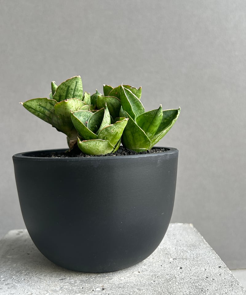 サンセベリア ミニ ローズ「Sansevieria Mini Rose (from Unyam