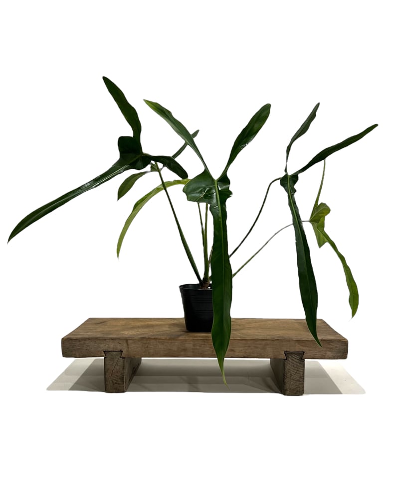 【希少さ植物】 フィロデンドロン レラノ ミヤノ fit=scale-down,w=1200