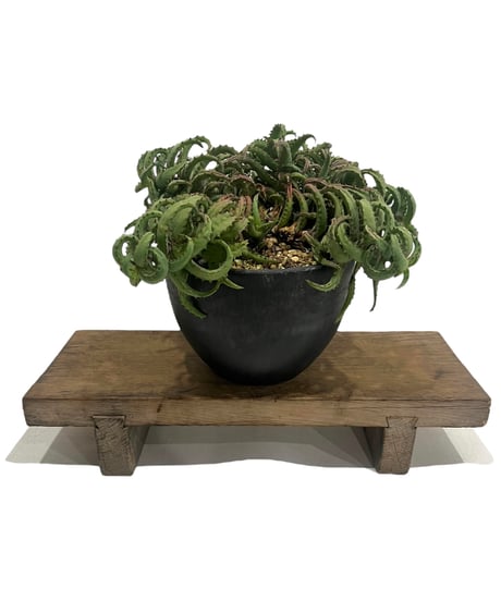 CATEGORY アロエ | SHOUCHIKUEN