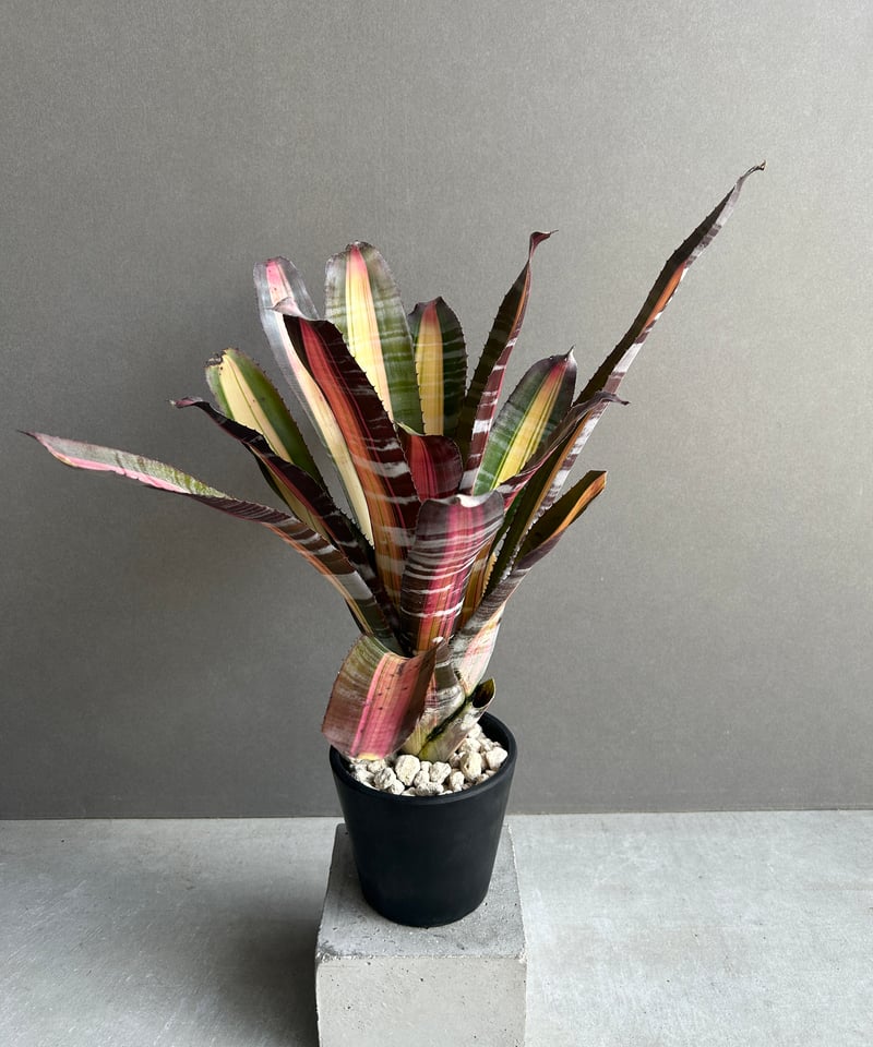 エクメア ロベルト メネスカル「Aechmea 'Roberto Menescal'」95I