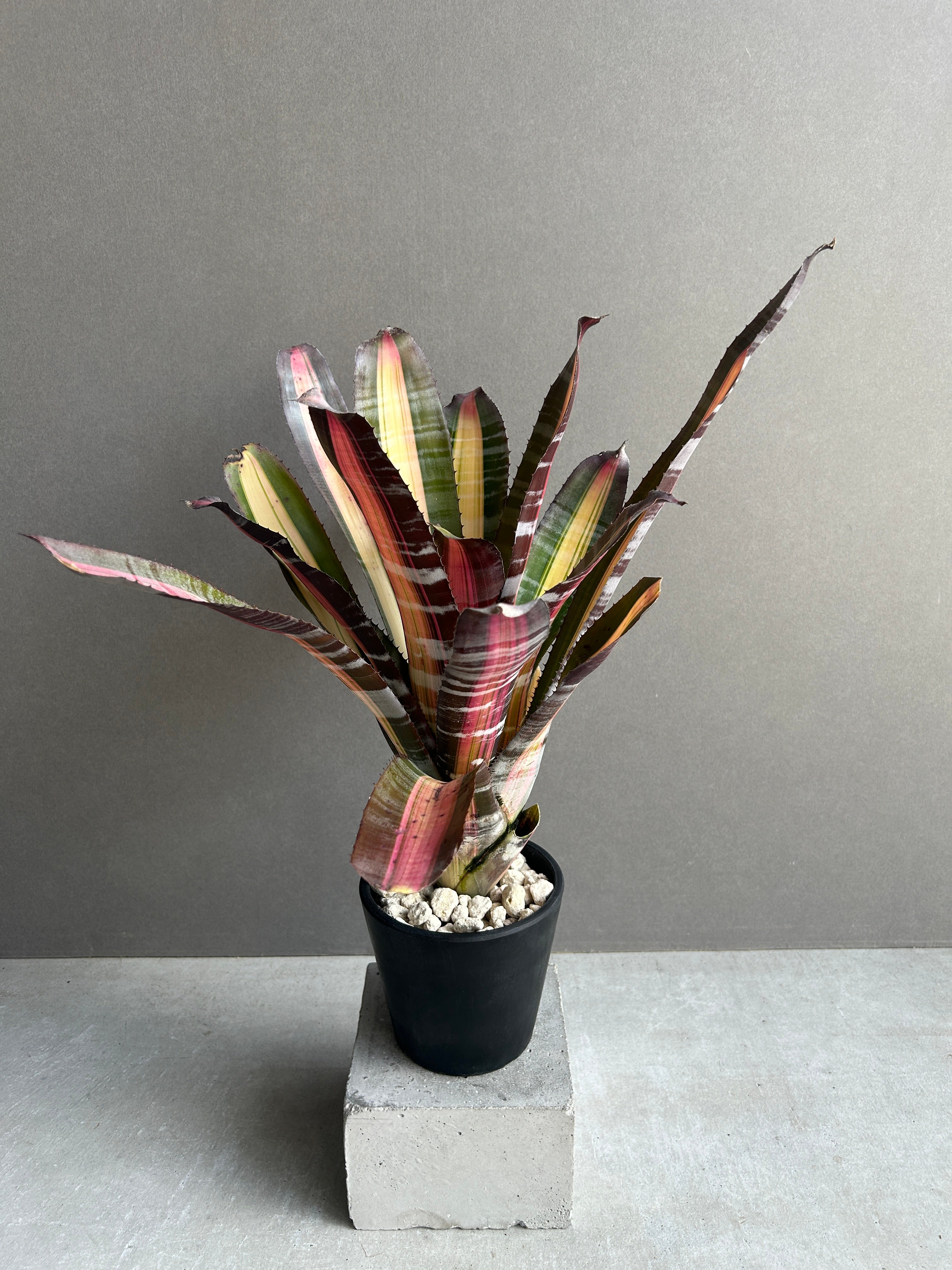 エクメア ロベルト メネスカル「Aechmea 'Roberto Menescal'」95I