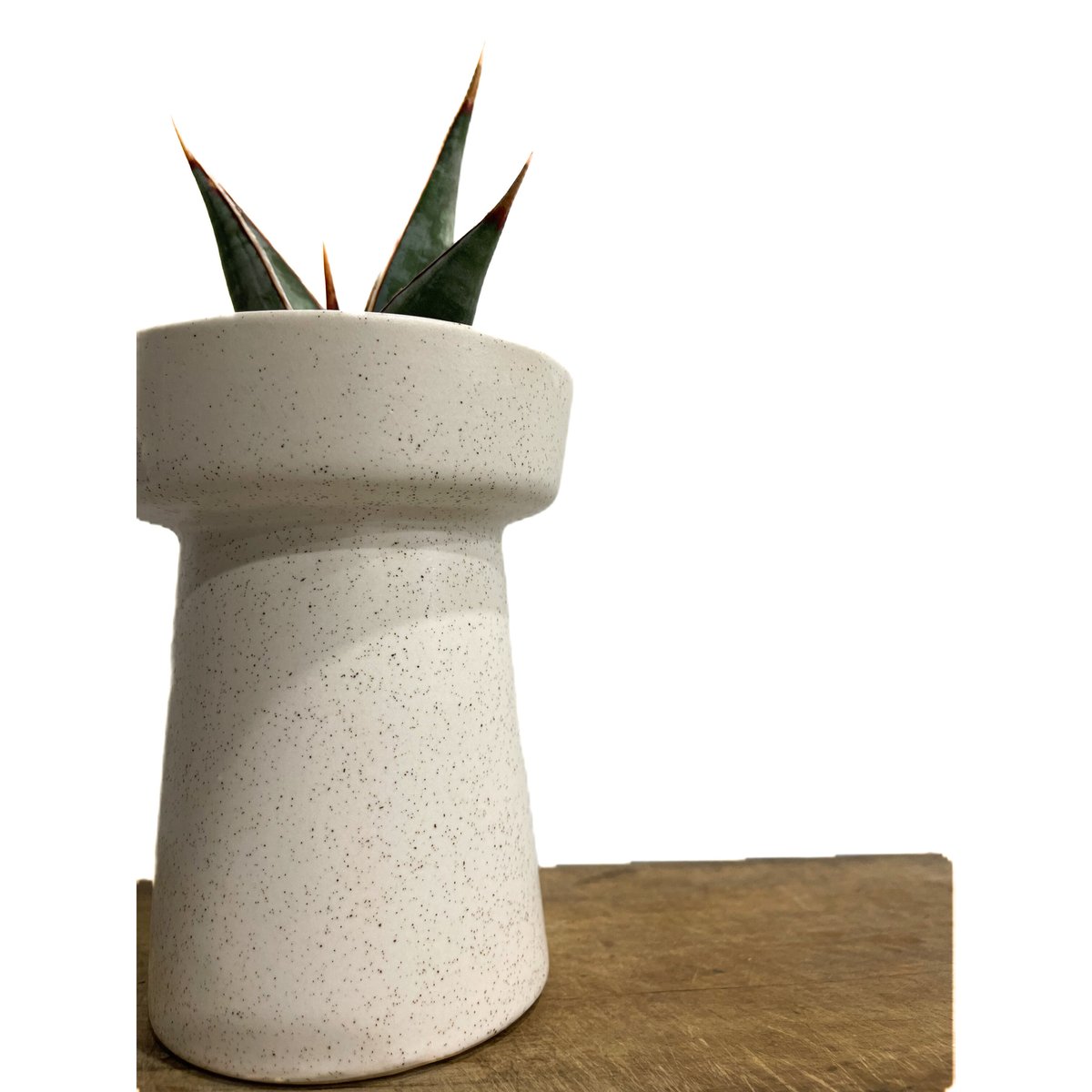 サンセベリア ピングイキュラ ロンギフォリア 「Sansevieria