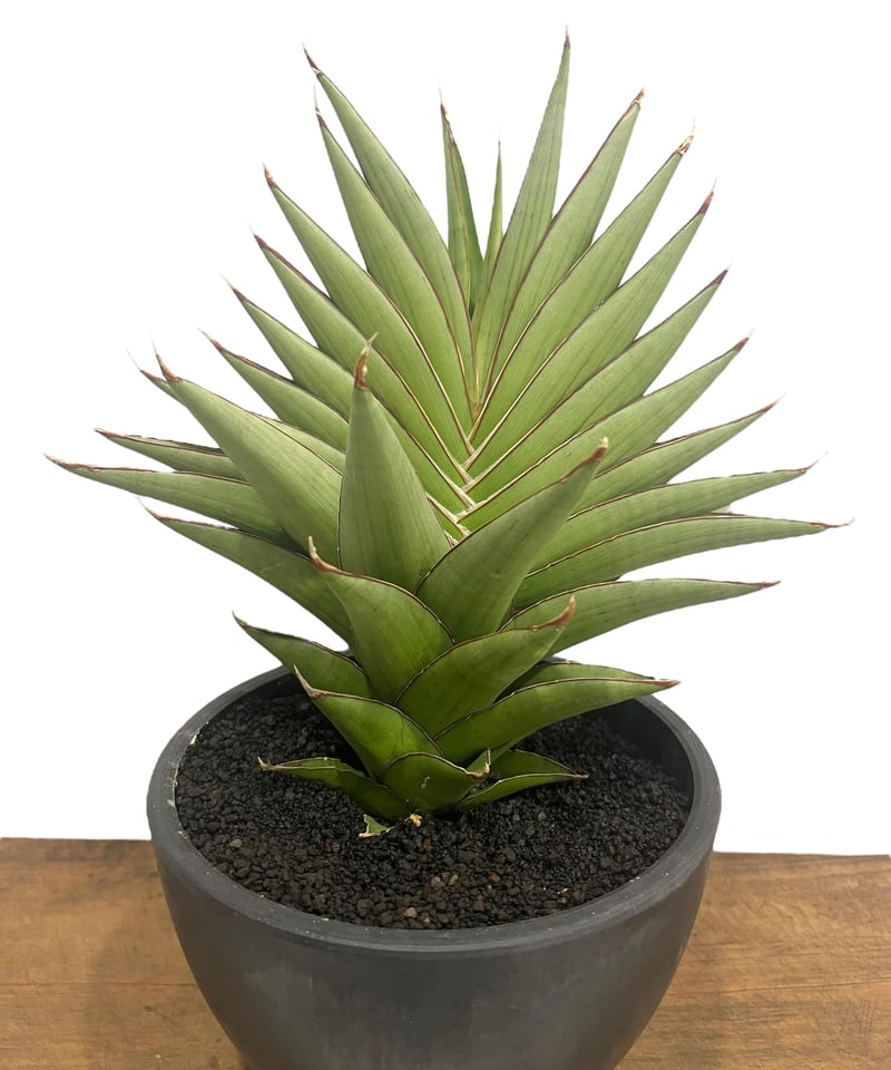 サンセベリア シルバーアーマー 「Sansevieria Silver Armor」37U |...