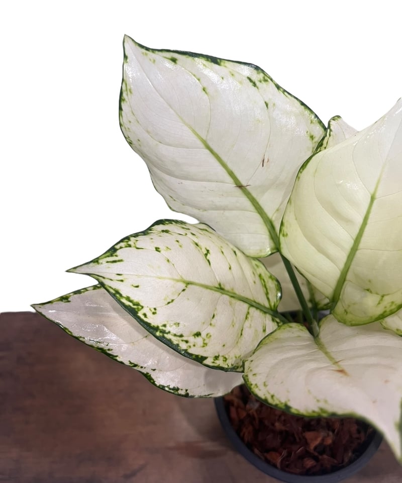 アグラオネマ アンヤマニー ホワイト 「Aglaonema Unyamanee white」6