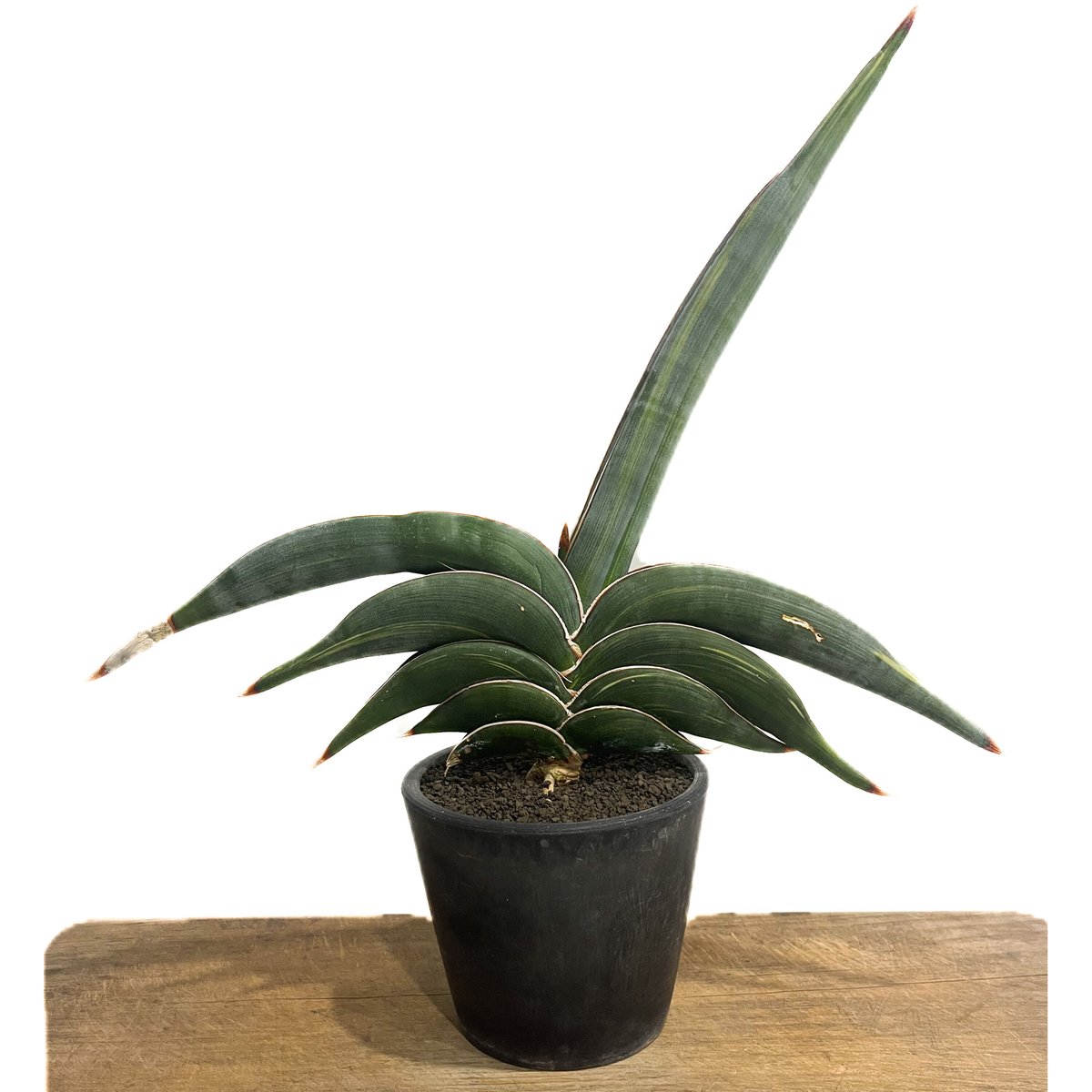サンセベリア ロリダ 斑入り「Sansevieria rorida var.」93D-4 |