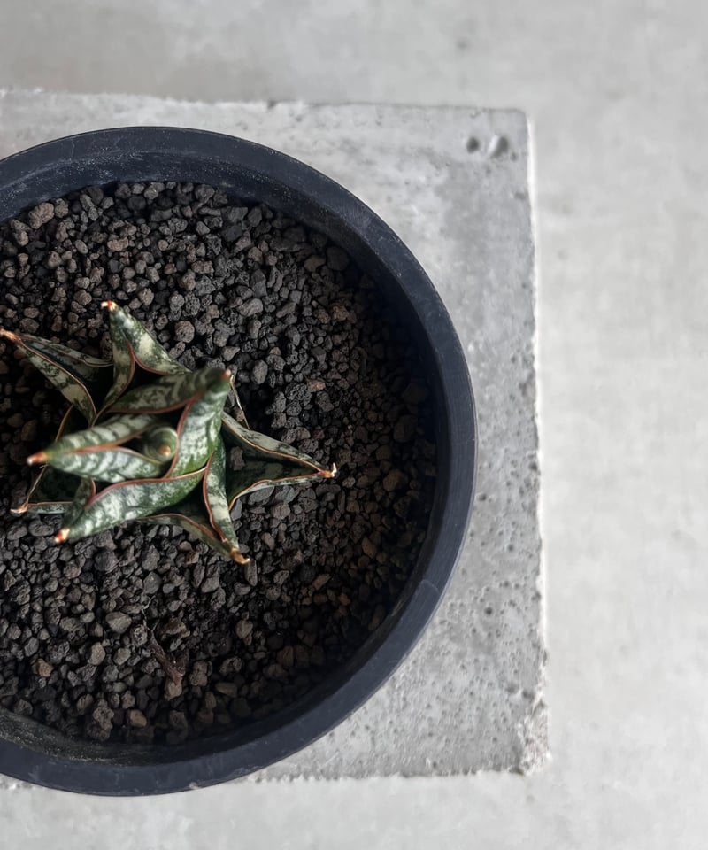 スパドラ サンダー 生写真 SUPER☆DRAGON 2025.6.11 Release Major 1st Album「SUPER X」 ARTIST