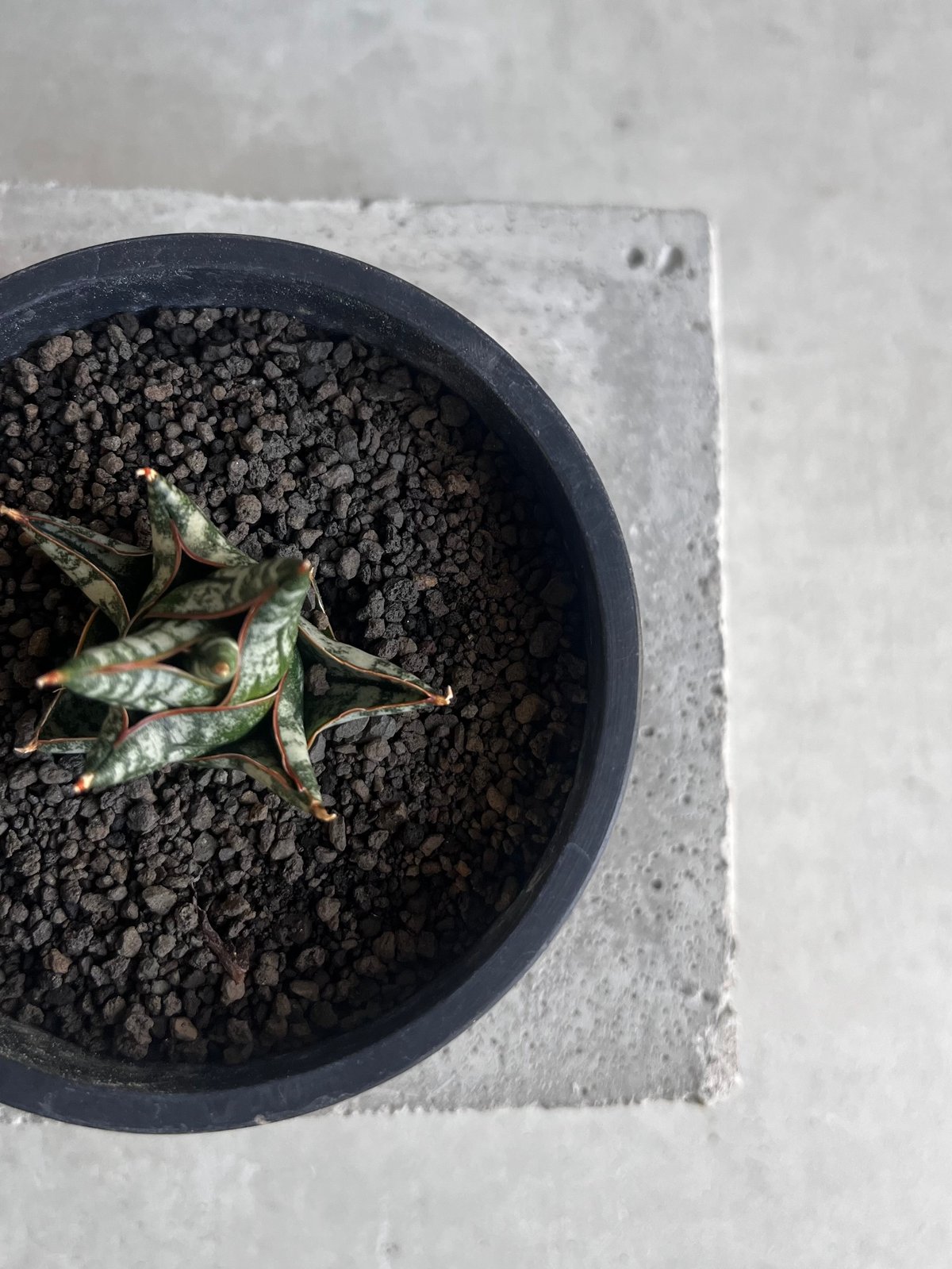 サンセベリア ニラパット(ドワーフ) 「Sansevieria Nilaphat (by Un