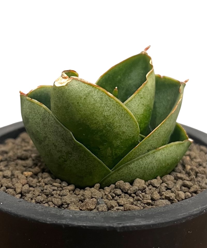 Benjarong サンスベリア•サンセベリア