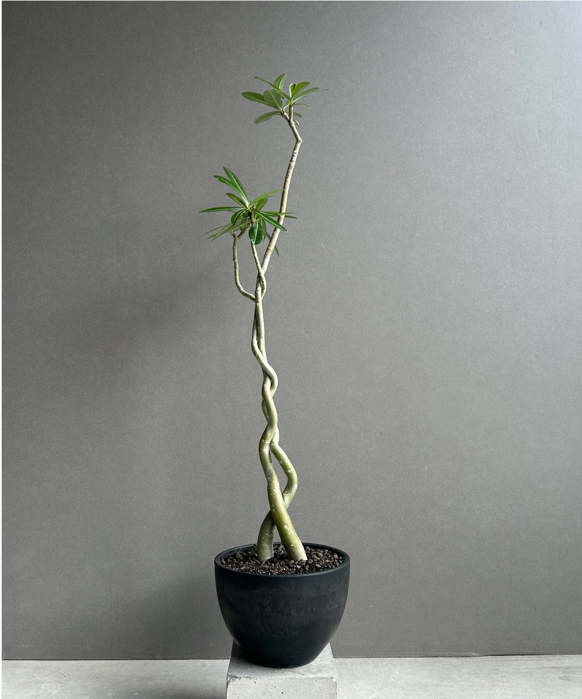アデニウム ソマレンセ タワー「Adenium somalense. Tower 」56H アデニウム ソマレンセ タワー「Adenium somalense. Tower 」56H