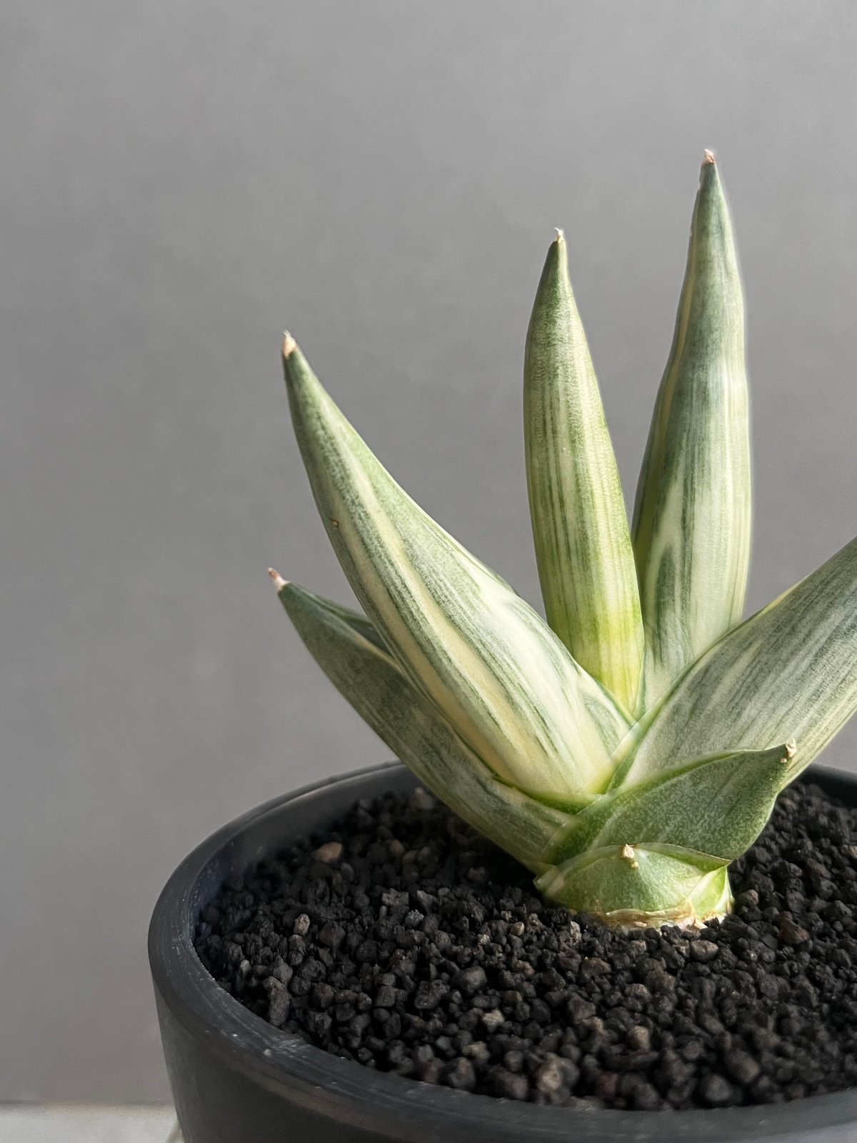 サンスベリア ユキオンナ Sansevieria Yuki Onna サンセベリア 雪女(ユキオンナ) 「Sansevieria Yuki Onna」24F