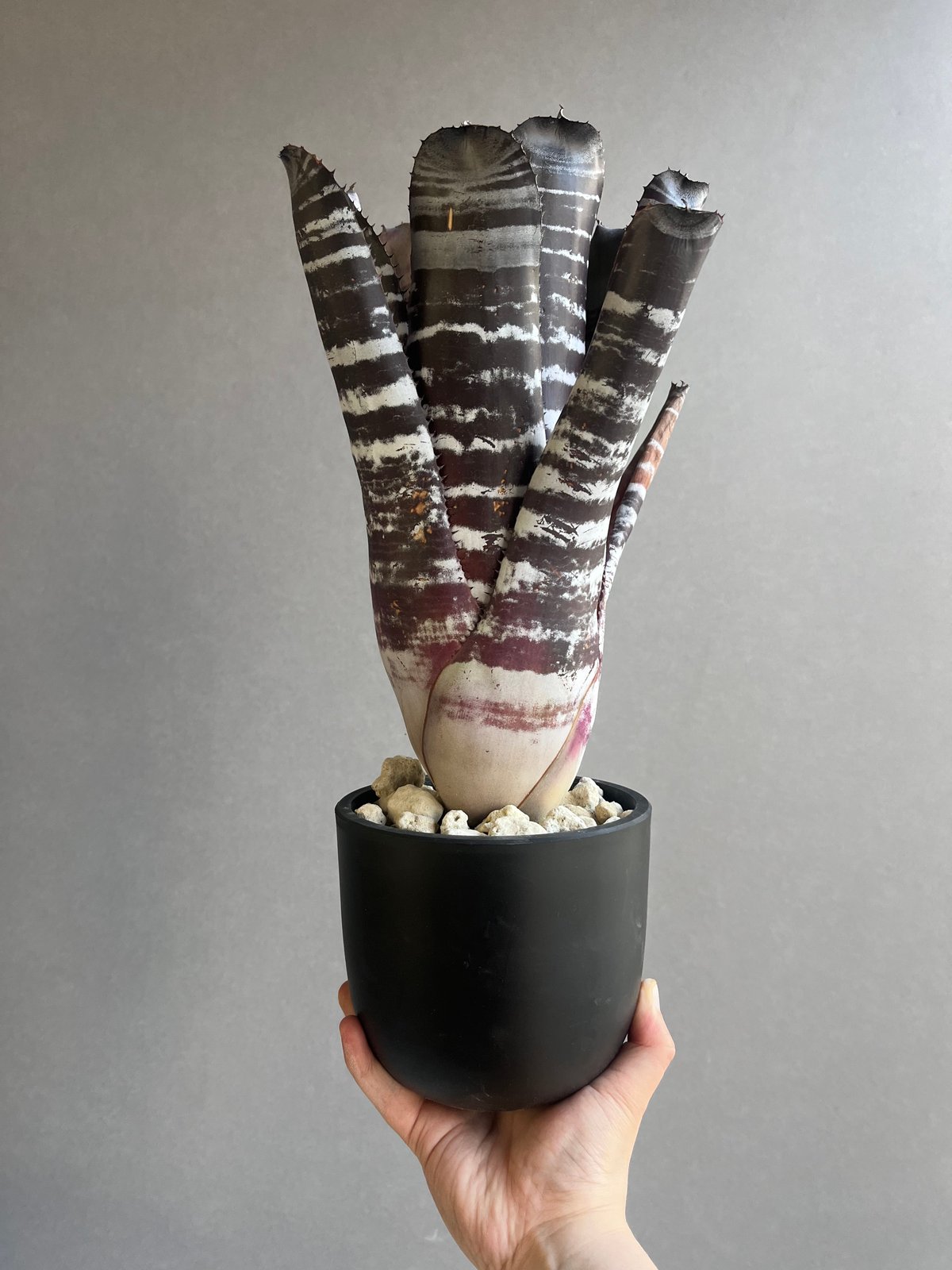 エクメア チャンティニー ブラック セレクト 「Aechmea chantinii Black