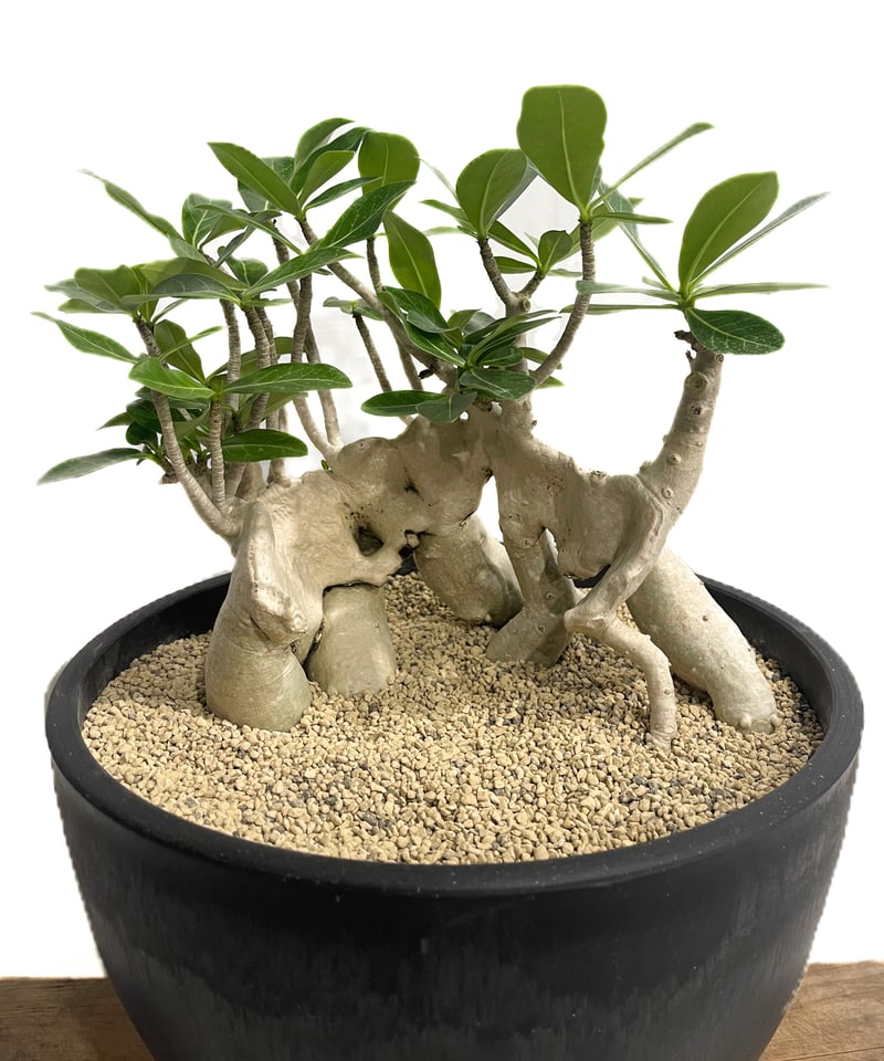 アデニウム アラビカム 'Bonsai スタイル'「Adenium arabicum アデニウム アラビカム 'Bonsai スタイル'「Adenium arabicum