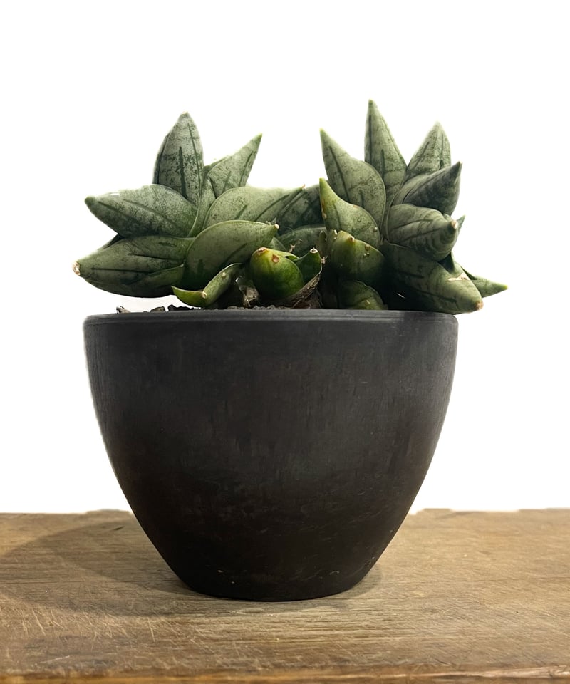 サンセベリア ボンセレンシス ミニ (by アディサック) 「Sansevieria