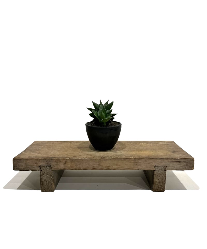 サンセベリア ピングイキュラ x ロリダ「Sansevieria pinguicula x r