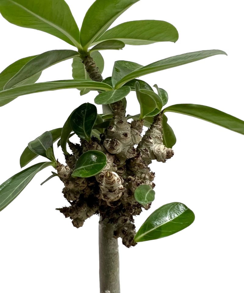 アデニウム 突然変異種 選抜個体 「Adenium mutation Select 」47N