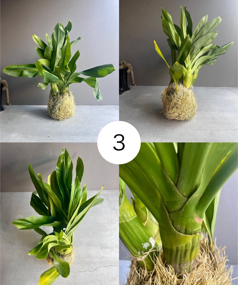 グラマトフィラム ジャイラック タイガーx エレガンス