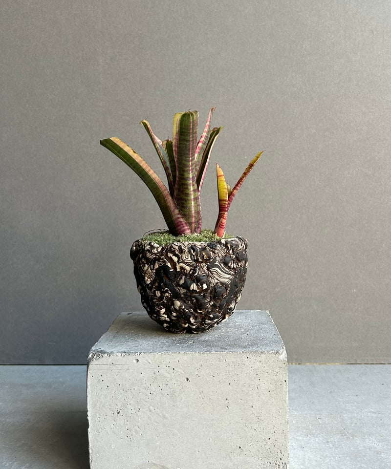 ネオレゲリア ライブ ワイヤー+ plantsmonsters pot「Neoregelia