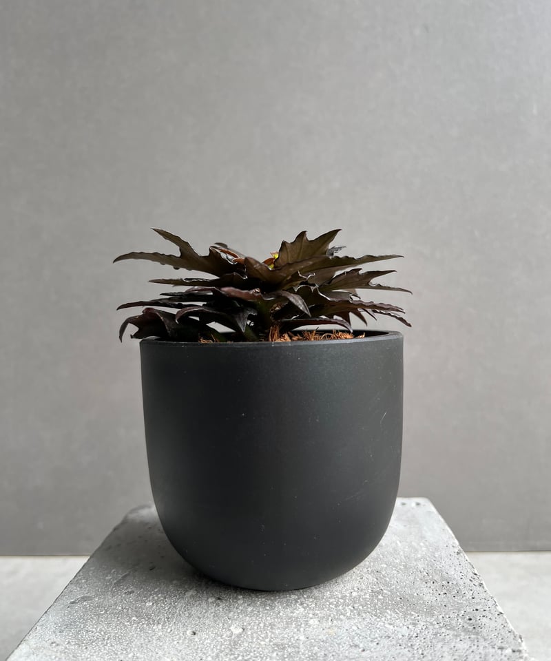 ユーフォルビア　フランコイシー　エスプレッソ ユーフォルビア フランコイシー “エスプレッソ”「 Euphorbia