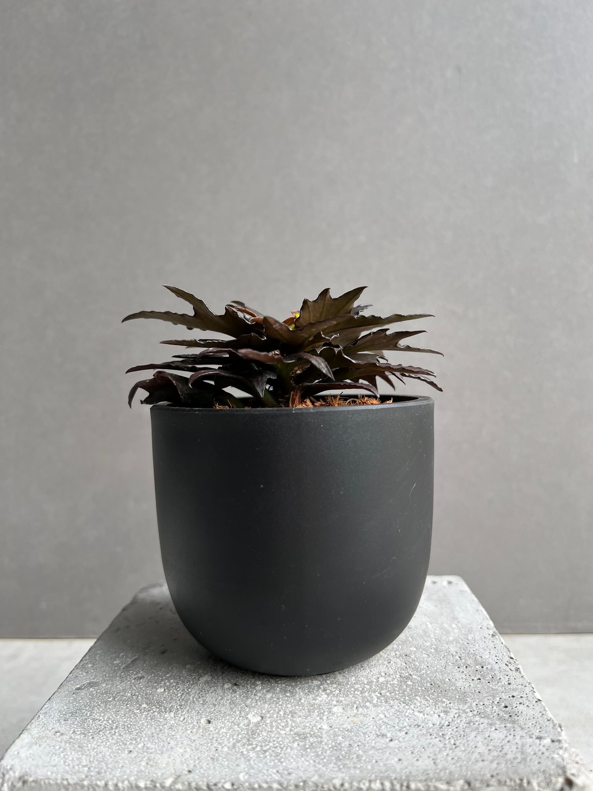 ユーフォルビア フランコイシー “エスプレッソ”「 Euphorbia