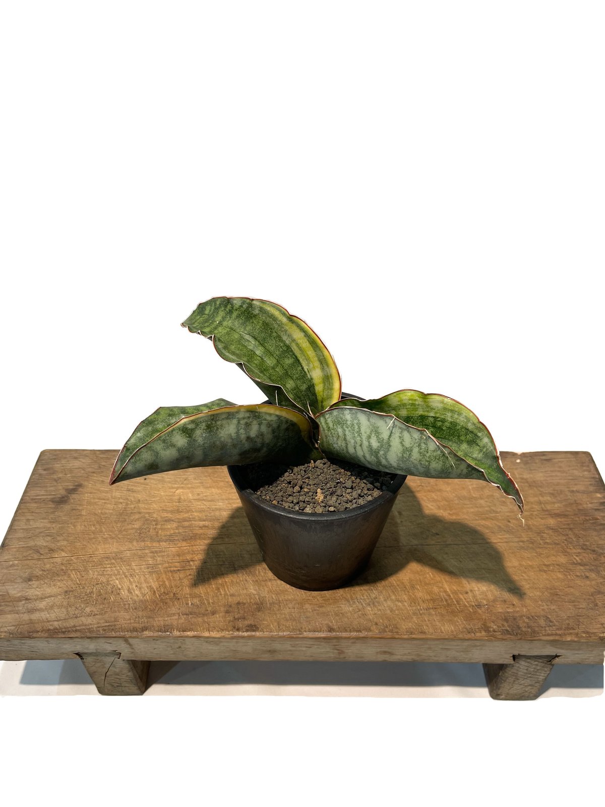 サンセベリア　ES849 サンセベリア ES.849 斑入「Sansevieria ES. 849 var.」 8/8