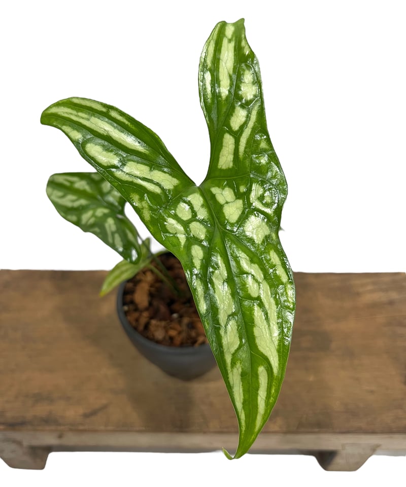 セルセスティス ミラビリス (N.E.Br) ボグナー「 Cercestis mirabili