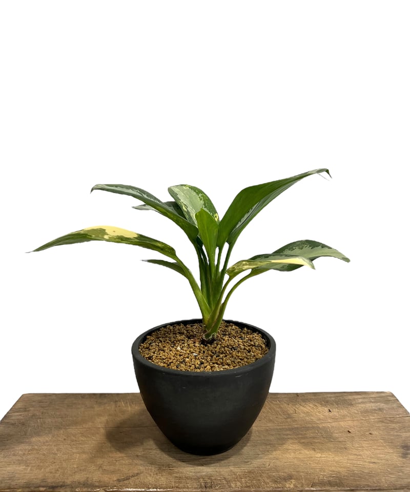 アグラオネマ スワンナプーム「Aglaonema Suvarnabhumi 17F | SHO
