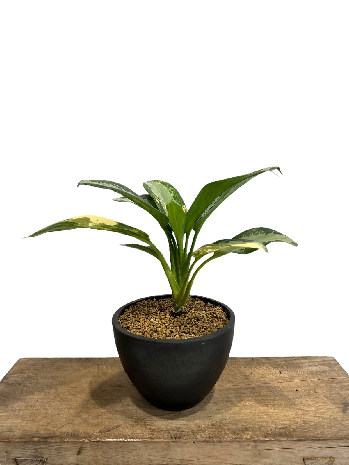 アグラオネマ スワンナプーム「Aglaonema Suvarnabhumi 17F | SHO