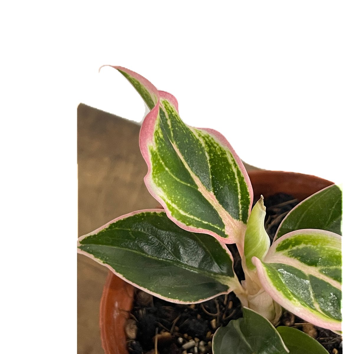 アグラオネマ ロータス デライト「Aglaonema Lotus Delight」5/16-4