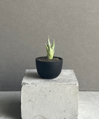 サンセベリア チャニン(by アンヤマニー ガーデン) 「Sansevieria Chanin(by Unyamanee Garden)」39N