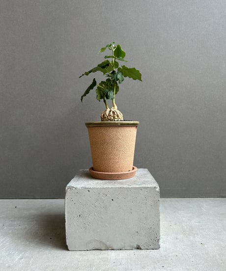 CATEGORY 価格 | SHOUCHIKUEN