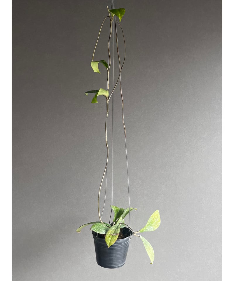 ホヤ エリスリナ スプラッシュ 「Hoya erythrina splash」16V