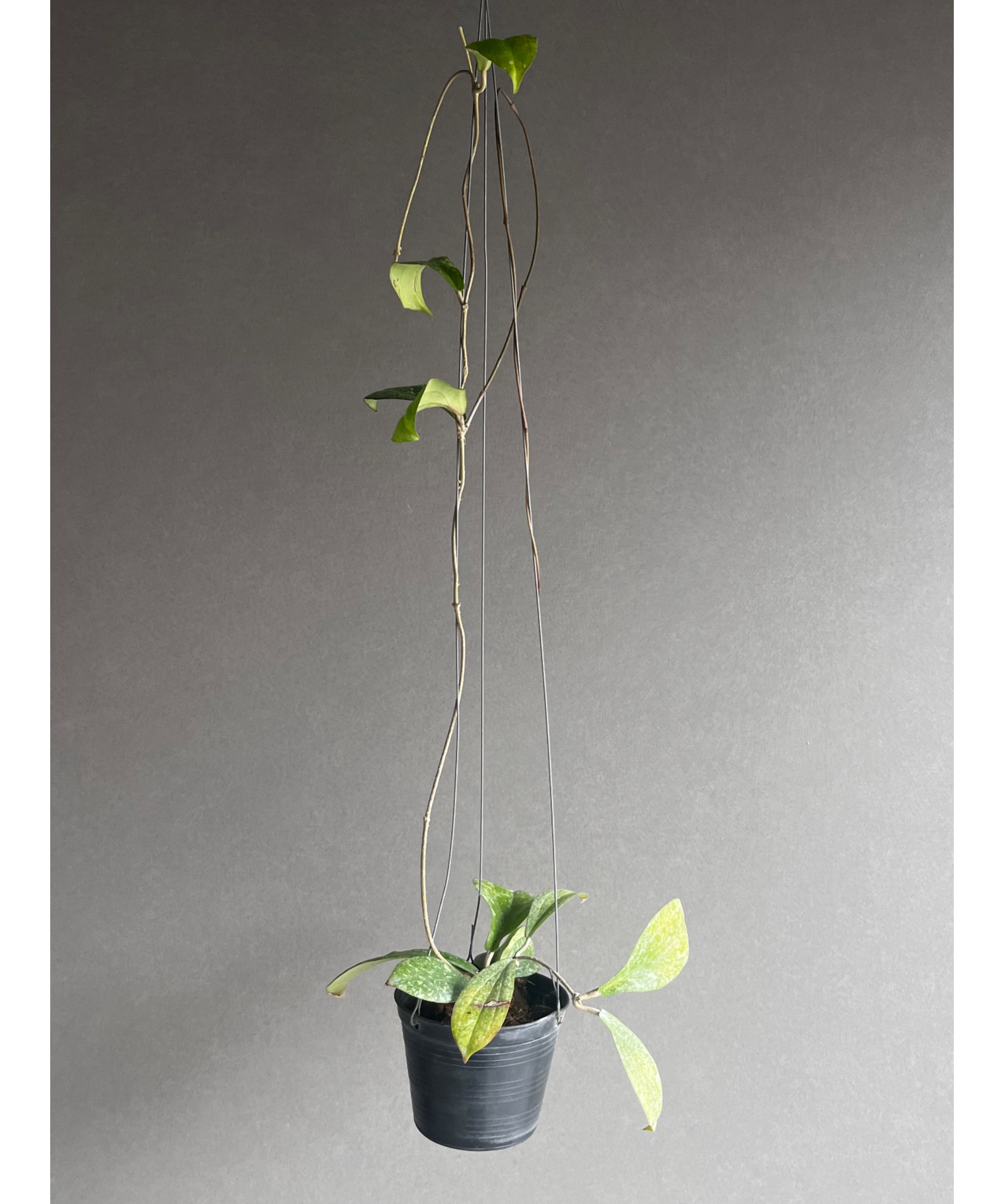 ホヤ エリスリナ スプラッシュ 「Hoya erythrina splash」16V | SH