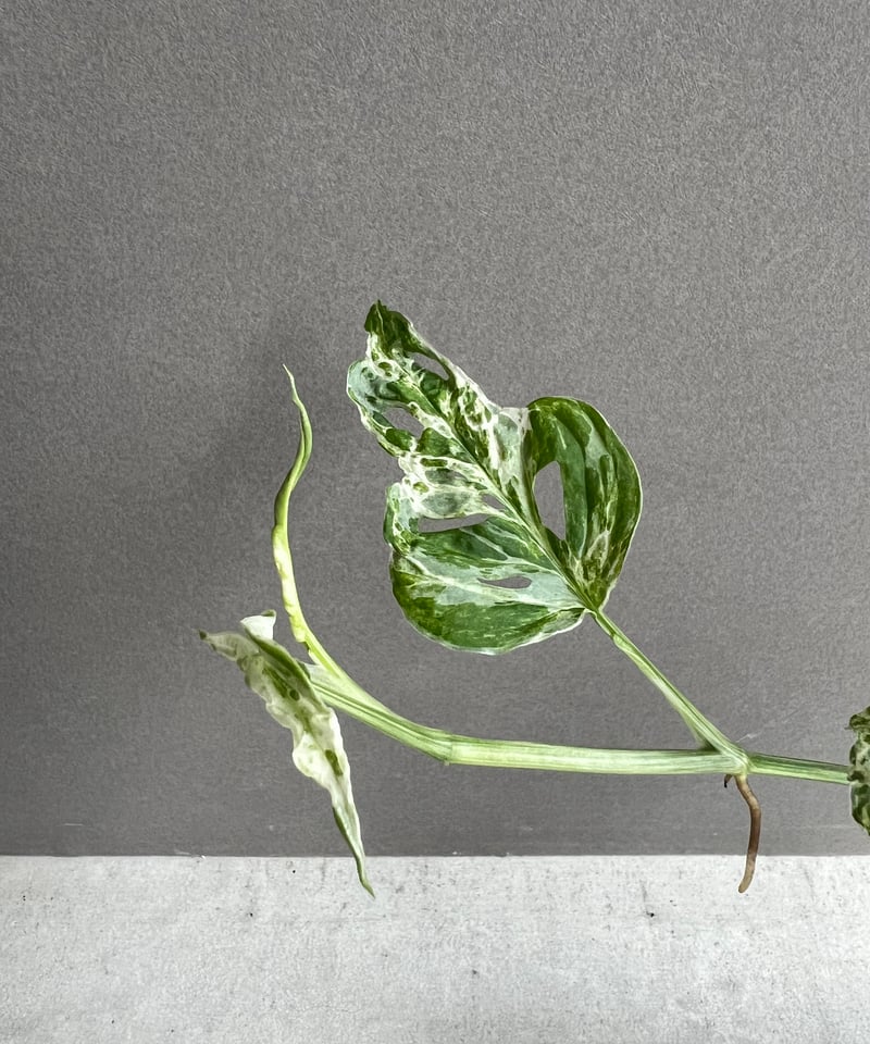 ラミレジィさん モンステラ50 斑入 マクロコズム ミント カット茎