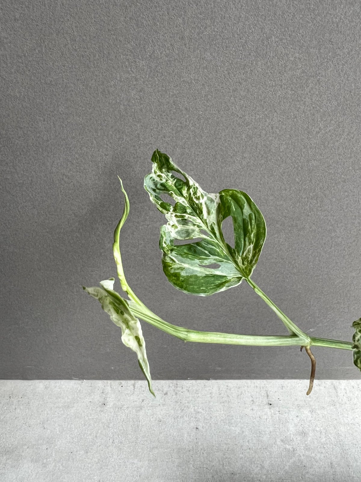 モンステラ ラニアタ ミント 斑入 「Monstera laniata mint varieg