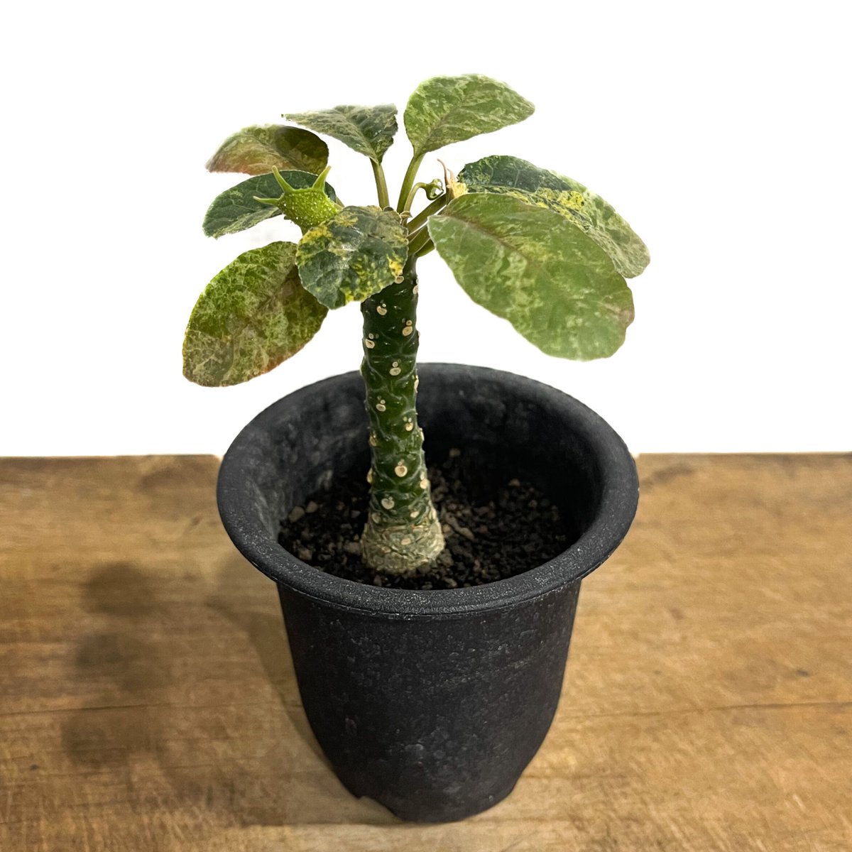 ドルステニア フォエチダ ハイブリッド 斑入「Dorstenia foetida hybrid