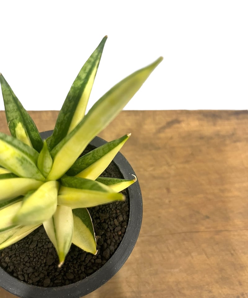 サンスベリア Sansevieria Mingmanee v B Sansevieria Ming Manee (#AC56) | Imported Snake Plant - Etsy