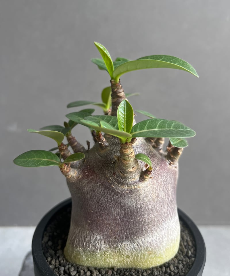 アデニウム アラビカム スーパー ドワーフ “ブラック” 「Adenium