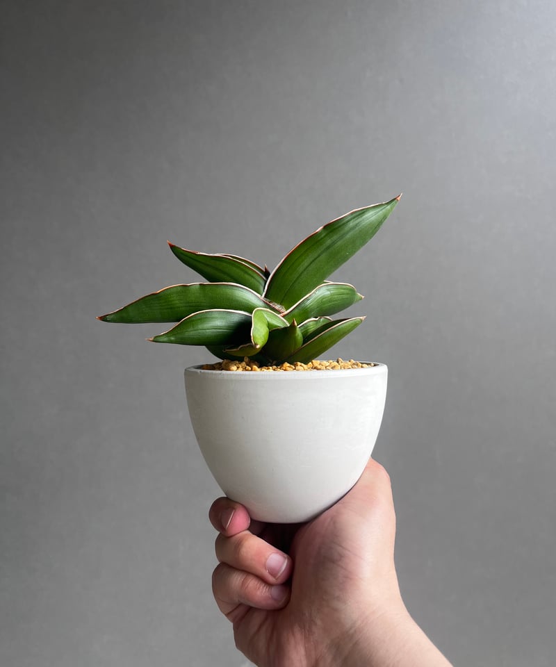 サンセベリア サムライ ドワーフ「Sansevieria Samurai dwarf