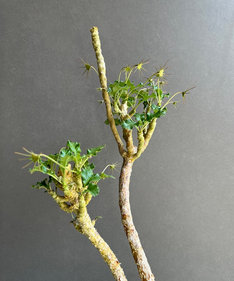 ドルステニア ジプソフィラ x ラブラニー 「Dorstenia gypsophila x l