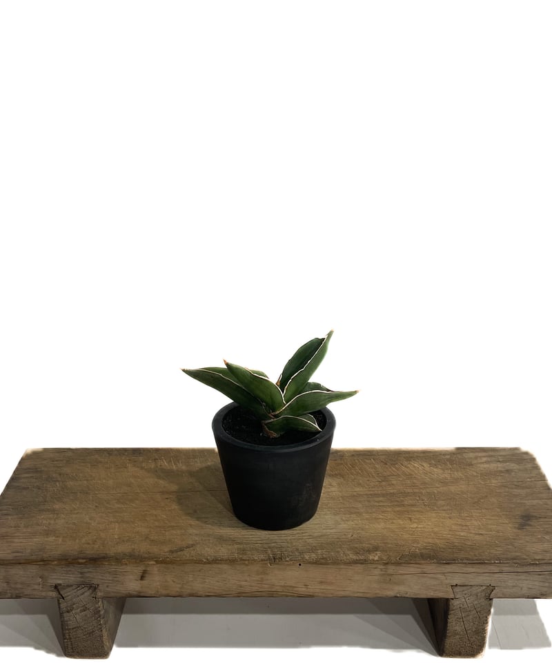 サンスベリア　サムライドワーフ 斑入 S. Samurai Dwarf Var サンセベリア サムライ ドワーフ「Sansevieria samurai dwarf