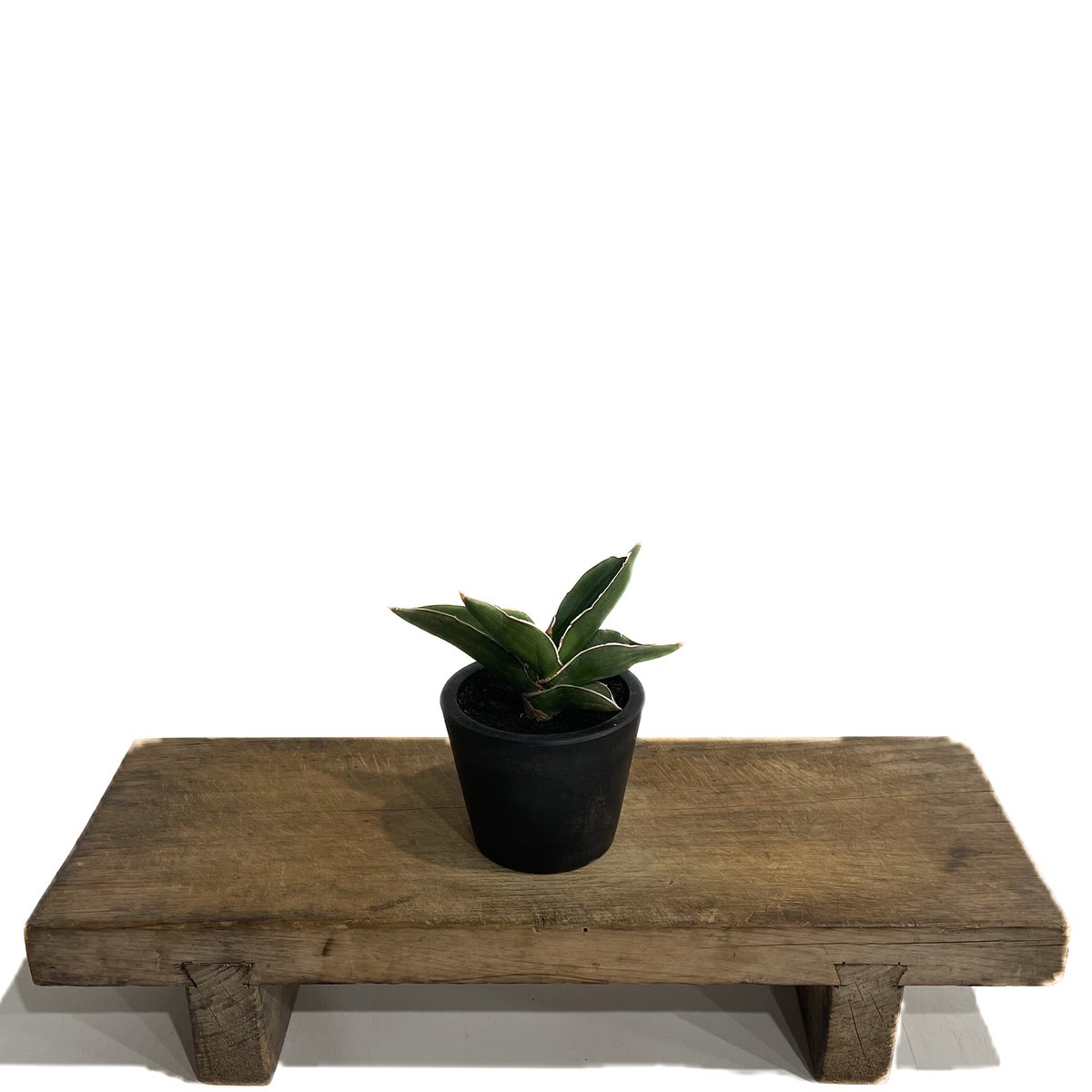 サンスベリア　サムライドワーフ 斑入 2 S.Samurai Dwarf Var サンセベリア サムライ ドワーフ「Sansevieria samurai dwarf