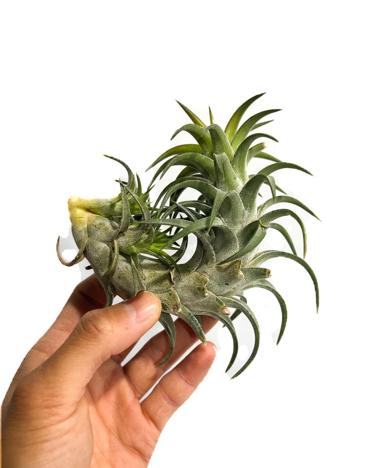 ティランジア イオナンタ バンハイニンギー「Tillandsia ionantha var.